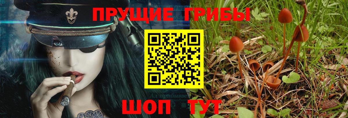 Галлюциногенные грибы Psilocybe  Волгодонск 